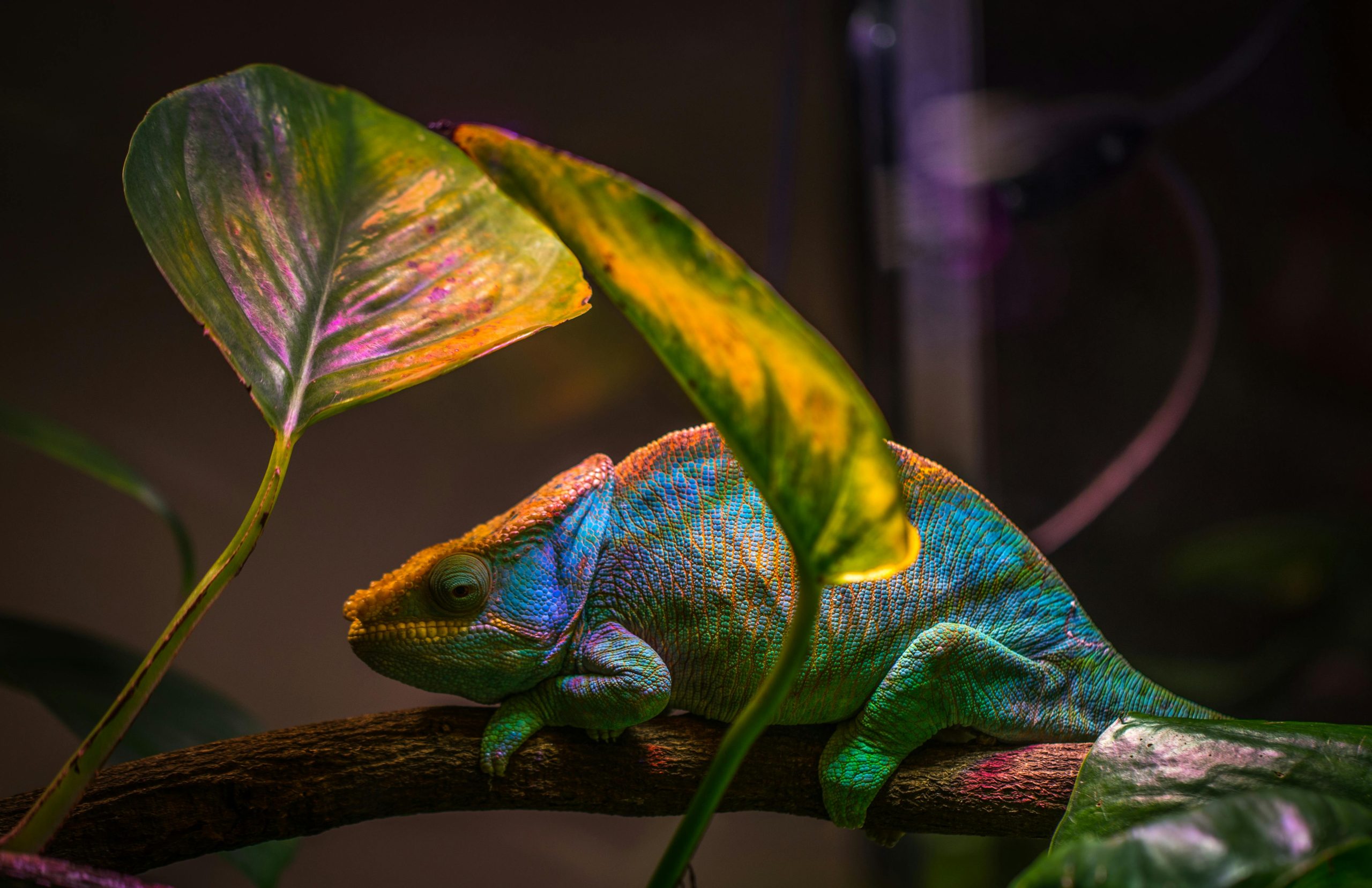 A colorful chameleon resting on a branch surrounded by lush leaves.